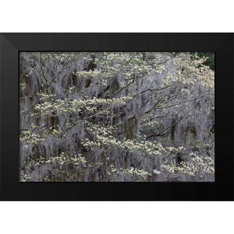 Flowering dogwood trees in full bloom in spring-Bonaventure Cemetery-Savannah-Georgia Black Modern Wood Framed Art Print by Jones, Adam