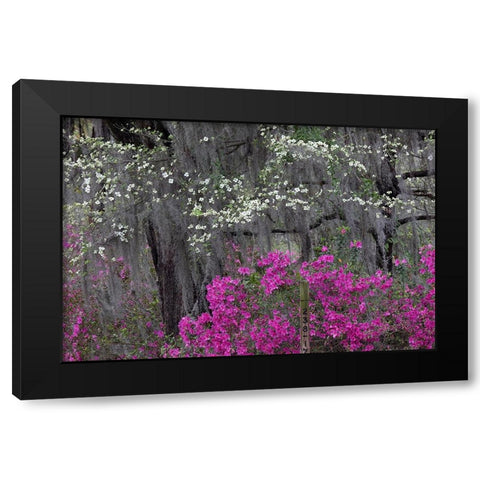 Flowering dogwood trees and azaleas in full bloom in spring-Bonaventure Cemetery-Savannah-Georgia Black Modern Wood Framed Art Print by Jones, Adam