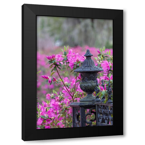 Iron fence and azaleas in full bloom-Bonaventure Cemetery-Savannah-Georgia Black Modern Wood Framed Art Print with Double Matting by Jones, Adam