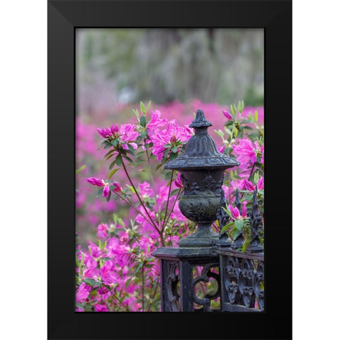 Iron fence and azaleas in full bloom-Bonaventure Cemetery-Savannah-Georgia Black Modern Wood Framed Art Print by Jones, Adam