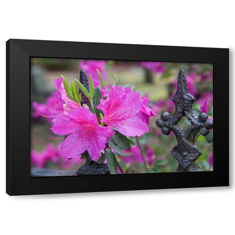 Iron fence and azaleas in full bloom-Bonaventure Cemetery-Savannah-Georgia Black Modern Wood Framed Art Print with Double Matting by Jones, Adam