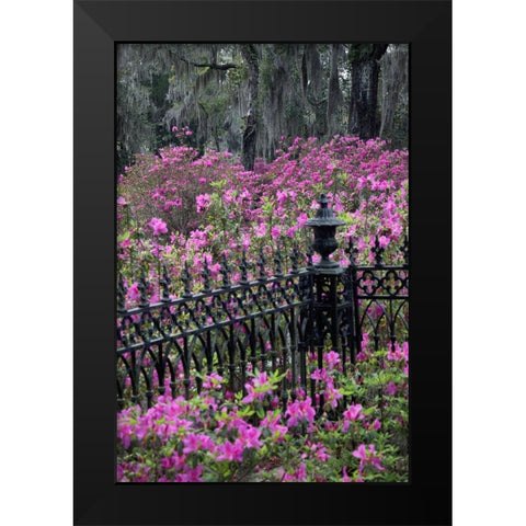 Iron fence and azaleas in full bloom-Bonaventure Cemetery-Savannah-Georgia Black Modern Wood Framed Art Print by Jones, Adam