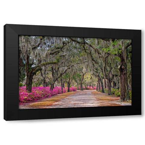 Rural road with azaleas and live oaks lining roadway-Bonaventure Cemetery-Savannah-Georgia Black Modern Wood Framed Art Print with Double Matting by Jones, Adam