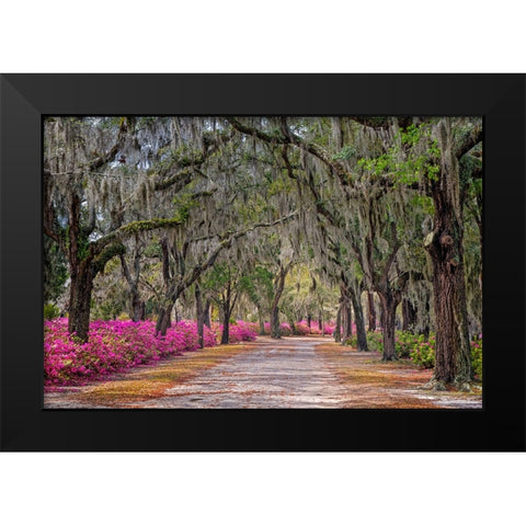 Rural road with azaleas and live oaks lining roadway-Bonaventure Cemetery-Savannah-Georgia Black Modern Wood Framed Art Print by Jones, Adam