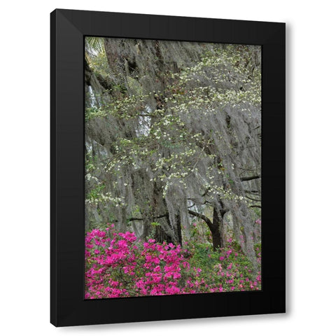 Flowering dogwood trees and azaleas in full bloom in spring-Bonaventure Cemetery-Savannah-Georgia Black Modern Wood Framed Art Print with Double Matting by Jones, Adam