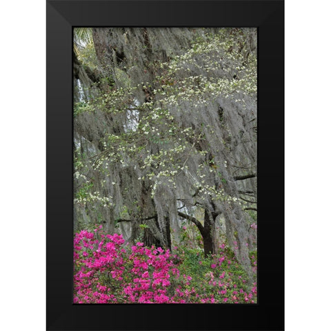 Flowering dogwood trees and azaleas in full bloom in spring-Bonaventure Cemetery-Savannah-Georgia Black Modern Wood Framed Art Print by Jones, Adam