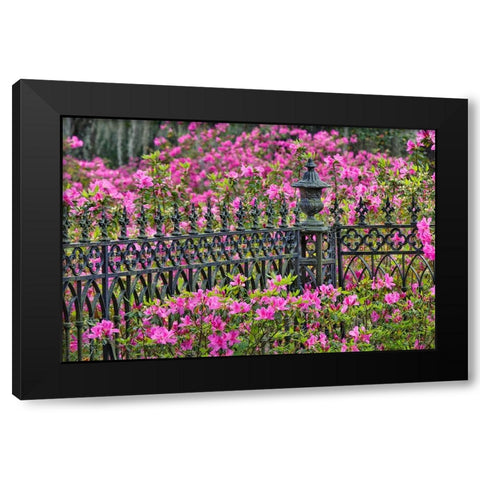 Iron fence and azaleas in full bloom-Bonaventure Cemetery-Savannah-Georgia Black Modern Wood Framed Art Print with Double Matting by Jones, Adam