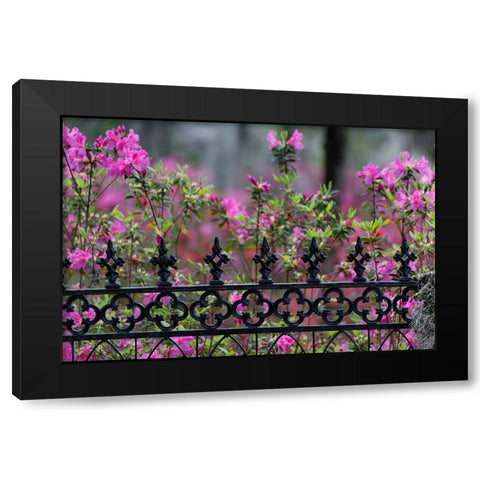 Iron fence and azaleas in full bloom-Bonaventure Cemetery-Savannah-Georgia Black Modern Wood Framed Art Print with Double Matting by Jones, Adam