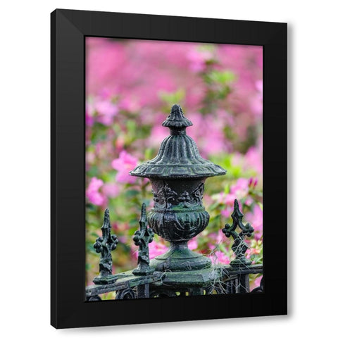 Iron fence and azaleas in full bloom-Bonaventure Cemetery-Savannah-Georgia Black Modern Wood Framed Art Print with Double Matting by Jones, Adam