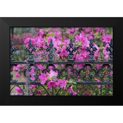 Iron fence and azaleas in full bloom-Bonaventure Cemetery-Savannah-Georgia Black Modern Wood Framed Art Print by Jones, Adam