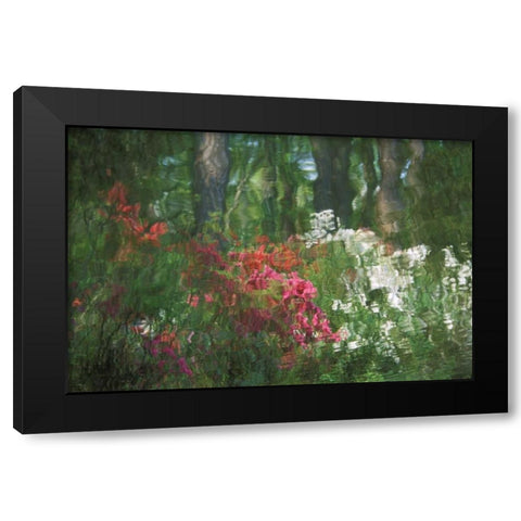 USA, Georgia, Azalea reflection in pond Black Modern Wood Framed Art Print with Double Matting by Rotenberg, Nancy