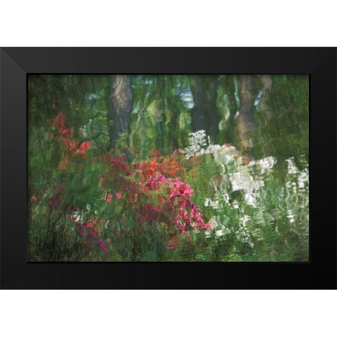 USA, Georgia, Azalea reflection in pond Black Modern Wood Framed Art Print by Rotenberg, Nancy