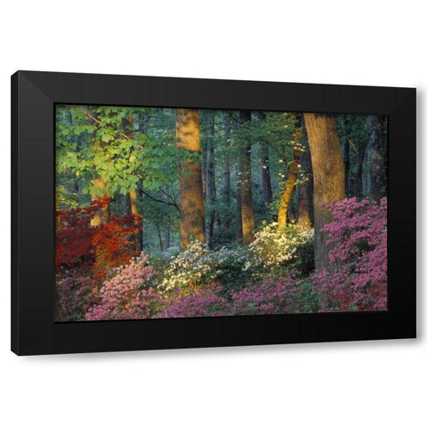 USA, Georgia, Azalea forest Black Modern Wood Framed Art Print by Rotenberg, Nancy