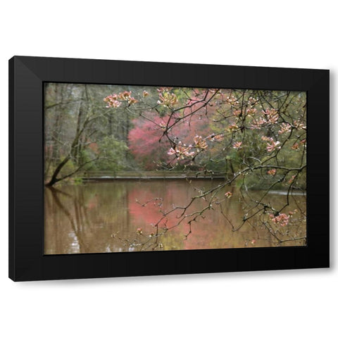 GA, Azalea branches over pond in spring, GA, Black Modern Wood Framed Art Print with Double Matting by Rotenberg, Nancy