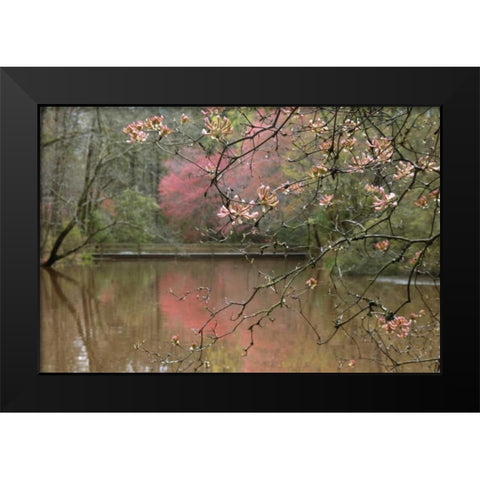 GA, Azalea branches over pond in spring, GA, Black Modern Wood Framed Art Print by Rotenberg, Nancy