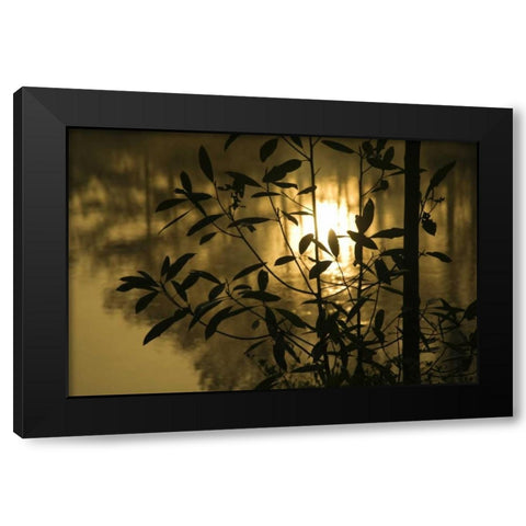 Georgia, Sunrise reflected in a pond Black Modern Wood Framed Art Print by Rotenberg, Nancy