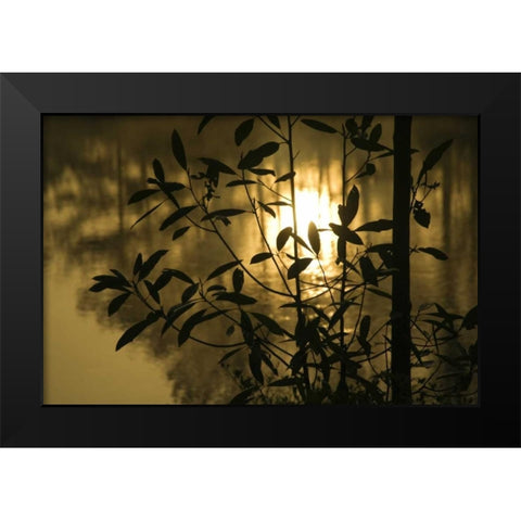 Georgia, Sunrise reflected in a pond Black Modern Wood Framed Art Print by Rotenberg, Nancy