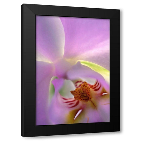 Georgia, Alpharetta Backlit phalaeonopsis orchid Black Modern Wood Framed Art Print by Needle, Charles