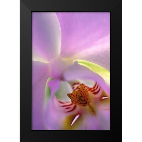 Georgia, Alpharetta Backlit phalaeonopsis orchid Black Modern Wood Framed Art Print by Needle, Charles