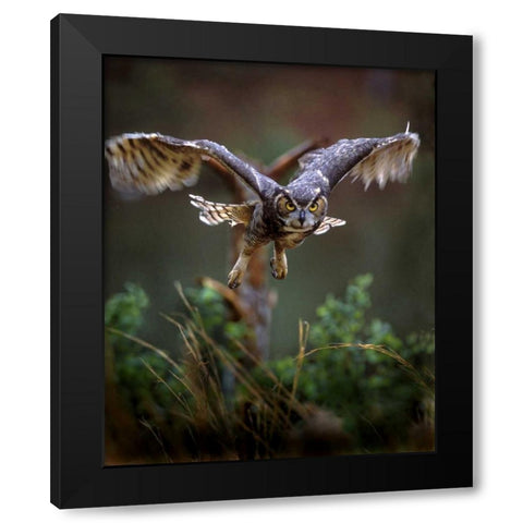 GA, Pine Mountain Barred owl in flight Black Modern Wood Framed Art Print with Double Matting by Kelley, David