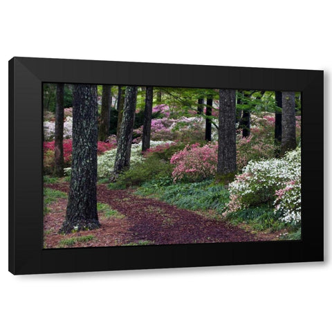 Georgia Pathway through trees and flower bushes Black Modern Wood Framed Art Print with Double Matting by Rotenberg, Nancy