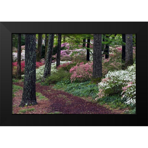 Georgia Pathway through trees and flower bushes Black Modern Wood Framed Art Print by Rotenberg, Nancy