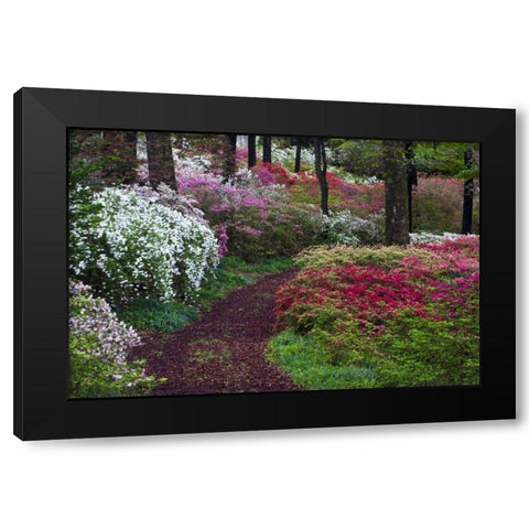 Georgia Pathway through trees and flower bushes Black Modern Wood Framed Art Print by Rotenberg, Nancy