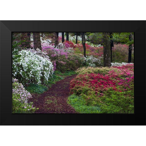 Georgia Pathway through trees and flower bushes Black Modern Wood Framed Art Print by Rotenberg, Nancy