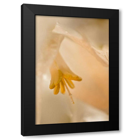 USA, Georgia Close up of pale peach flower Black Modern Wood Framed Art Print with Double Matting by Rotenberg, Nancy