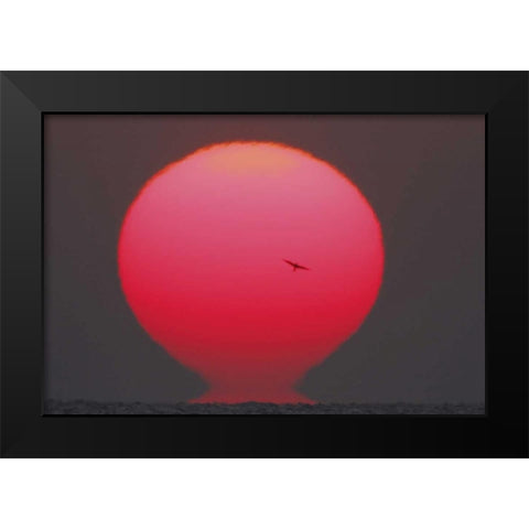 GA, Little St Simons Island Tern in flight Black Modern Wood Framed Art Print by Morris, Arthur