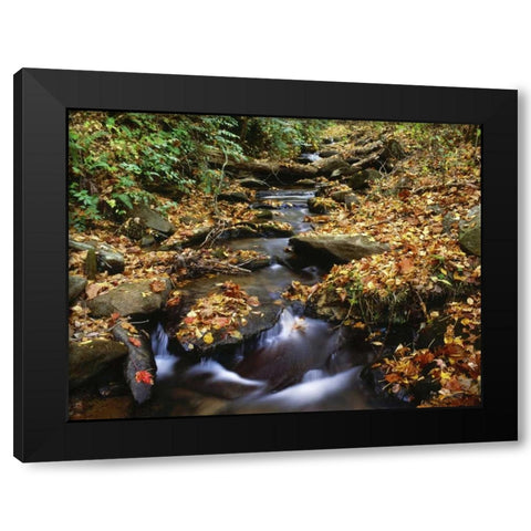 Georgia, Cherokee NF Small creek in autumn Black Modern Wood Framed Art Print by Flaherty, Dennis