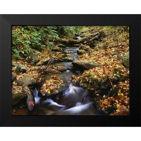 Georgia, Cherokee NF Small creek in autumn Black Modern Wood Framed Art Print by Flaherty, Dennis