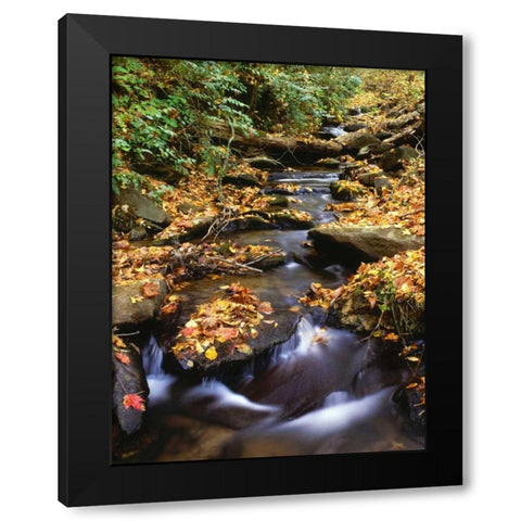 Georgia, Cherokee NF Small creek in autumn Black Modern Wood Framed Art Print by Flaherty, Dennis