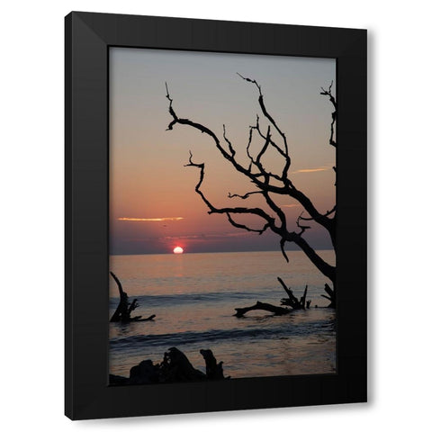 USA-Georgia-Jekyll Island-Sunrise on Driftwood Beach of petrified trees Black Modern Wood Framed Art Print with Double Matting by Looney, Hollice