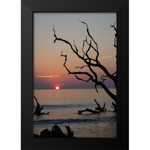 USA-Georgia-Jekyll Island-Sunrise on Driftwood Beach of petrified trees Black Modern Wood Framed Art Print by Looney, Hollice