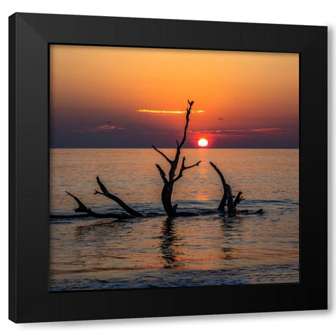 USA-Georgia-Jekyll Island-Sunrise on Driftwood Beach of petrified trees Black Modern Wood Framed Art Print by Looney, Hollice