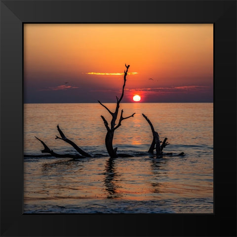 USA-Georgia-Jekyll Island-Sunrise on Driftwood Beach of petrified trees Black Modern Wood Framed Art Print by Looney, Hollice