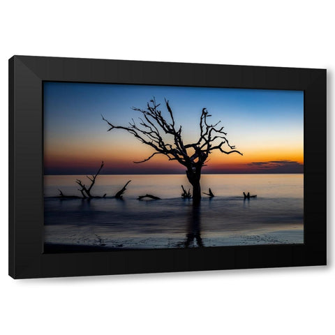 USA-Georgia-Jekyll Island-Sunrise on Driftwood Beach of petrified trees Black Modern Wood Framed Art Print by Looney, Hollice