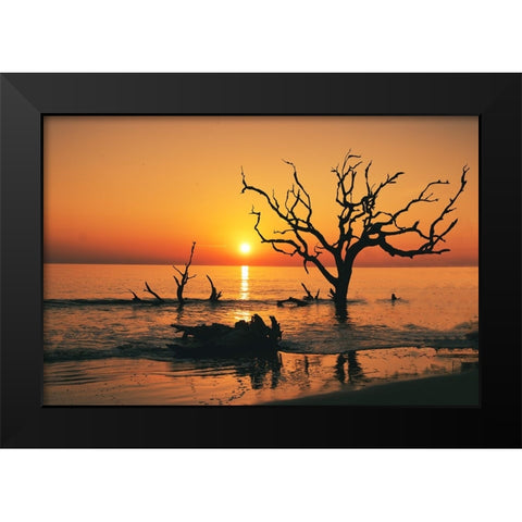 USA-Georgia-Jekyll Island-Sunrise on Driftwood Beach of petrified trees Black Modern Wood Framed Art Print by Looney, Hollice