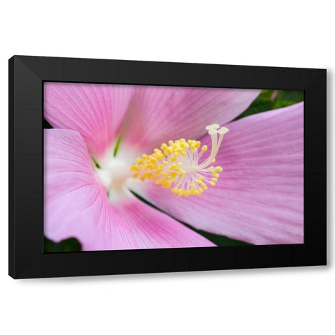 Georgia-Savannah Close-up of hibiscus flower Black Modern Wood Framed Art Print with Double Matting by Wells, Joanne