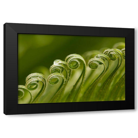 Georgia-Savannah Sago palm new growth Black Modern Wood Framed Art Print by Wells, Joanne