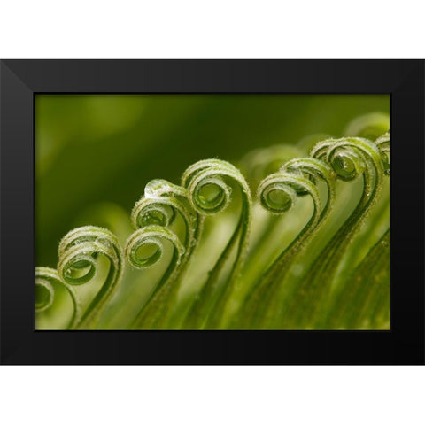 Georgia-Savannah Sago palm new growth Black Modern Wood Framed Art Print by Wells, Joanne