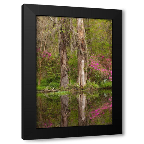 South Carolina-Charleston Azaleas blooming along ponds edge at Magnolia Gardens Black Modern Wood Framed Art Print with Double Matting by Wells, Joanne