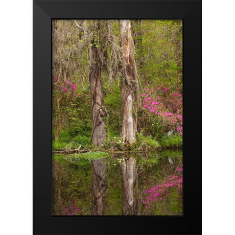 South Carolina-Charleston Azaleas blooming along ponds edge at Magnolia Gardens Black Modern Wood Framed Art Print by Wells, Joanne