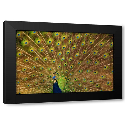 South Carolina-Charleston Peacock displaying spring tail feathers Black Modern Wood Framed Art Print by Wells, Joanne