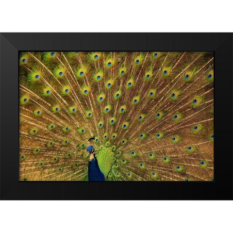 South Carolina-Charleston Peacock displaying spring tail feathers Black Modern Wood Framed Art Print by Wells, Joanne