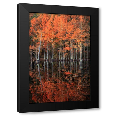 Georgia-Cypress trees with reflections in the fall Black Modern Wood Framed Art Print with Double Matting by Wells, Joanne