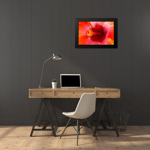 Georgia-Savannah Close-up of hibiscus in the spring Black Modern Wood Framed Art Print by Wells, Joanne