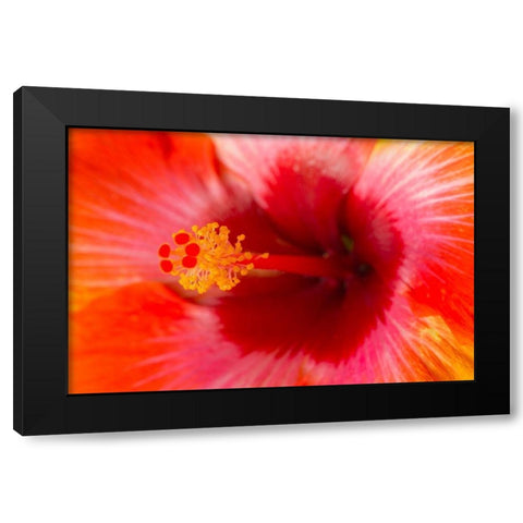 Georgia-Savannah Close-up of hibiscus in the spring Black Modern Wood Framed Art Print with Double Matting by Wells, Joanne