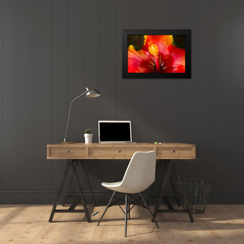 Georgia-Savannah Close-up of a hibiscus, Black Modern Wood Framed Art Print by Wells, Joanne